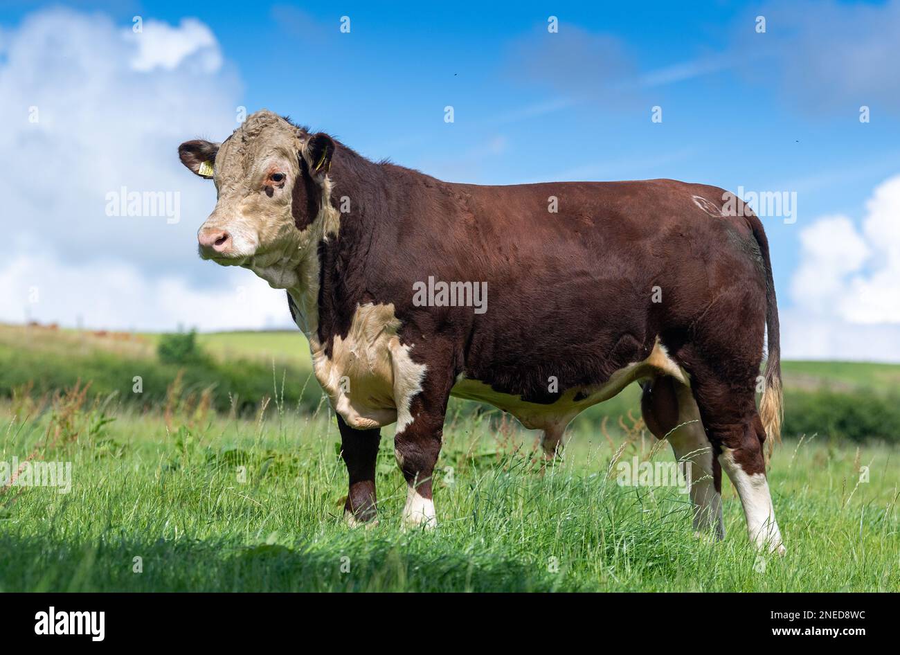 Pedigree Hereford bull in pascolo, Cumbria, Regno Unito. Foto Stock