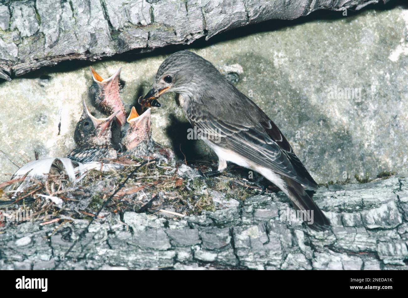 Spotted flycatcher, Muscicapa striata, genitore a nido che allatta tre bambini con Drone fly Foto Stock