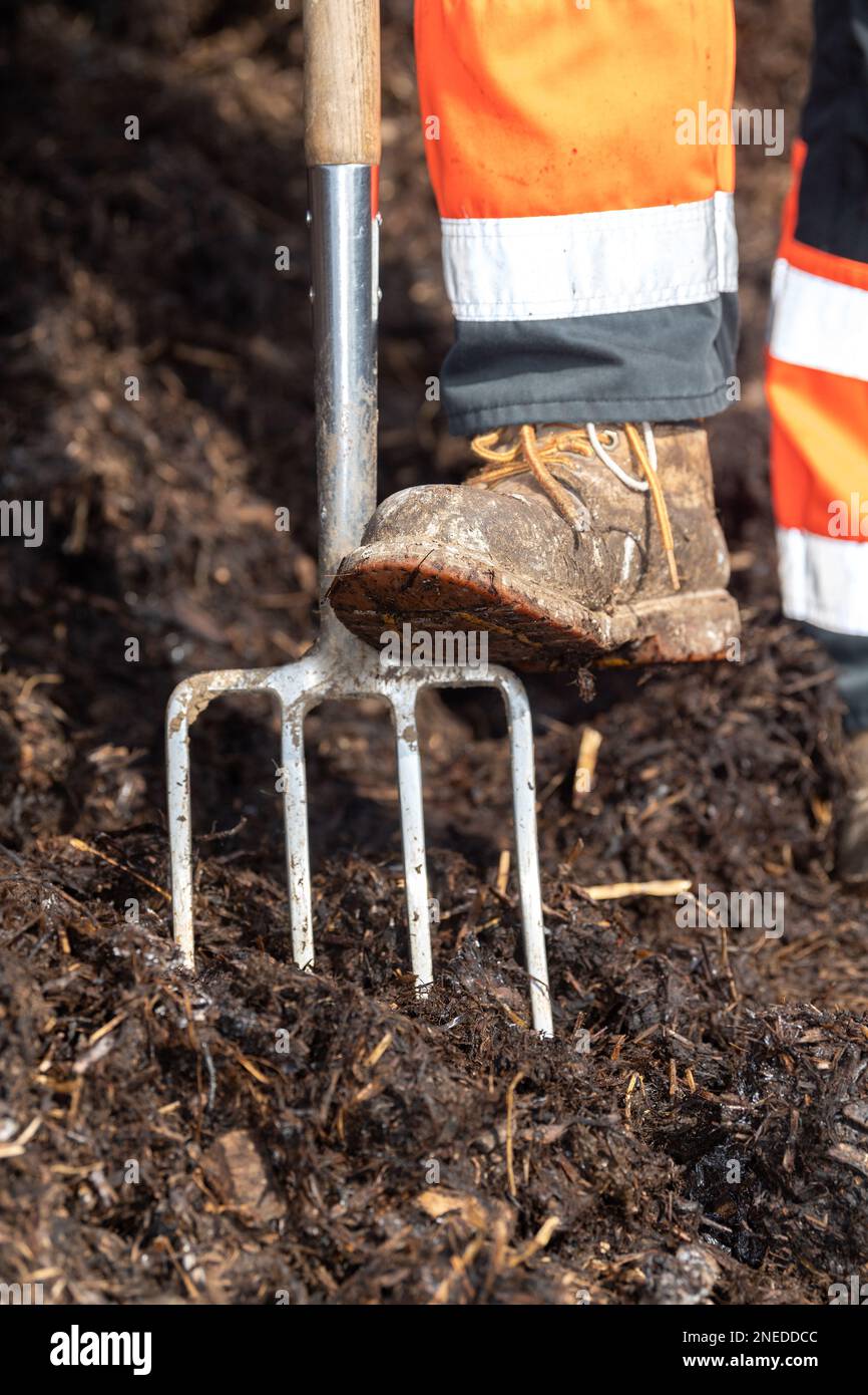 Coltivatore con il suo piede su una forchetta del giardino come lui gira sopra il composto fatto di concime di cortile della fattoria. Yorkshire, Regno Unito. Foto Stock