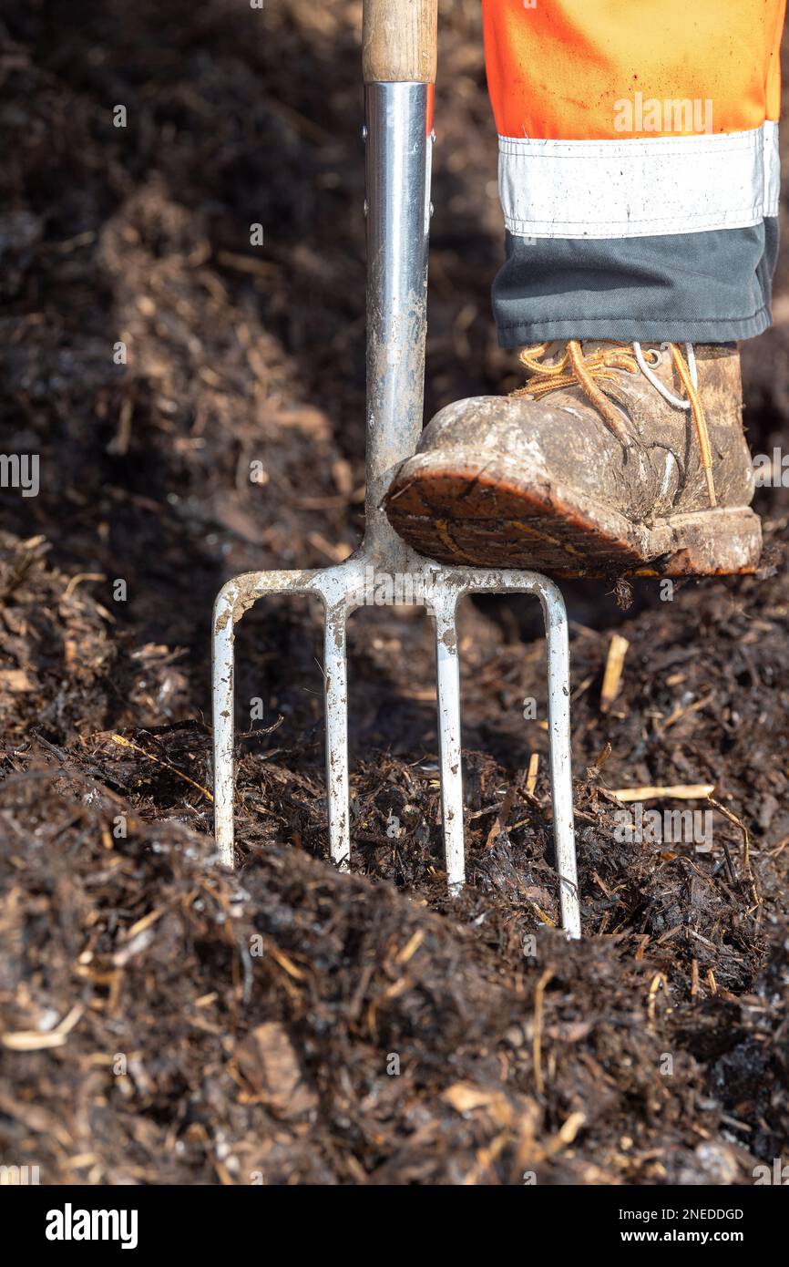 Coltivatore con il suo piede su una forchetta del giardino come lui gira sopra il composto fatto di concime di cortile della fattoria. Yorkshire, Regno Unito. Foto Stock