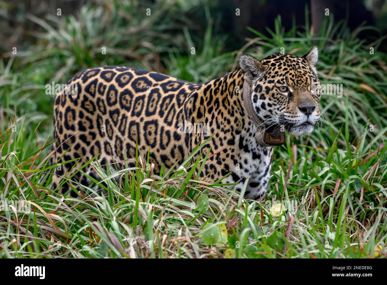 Jaguar (Panthera onca) con colletto radio si erge con attenzione nell'erba alta, stazione di allevamento Conservation Land Trust, Ibera Project, Esteros del Foto Stock