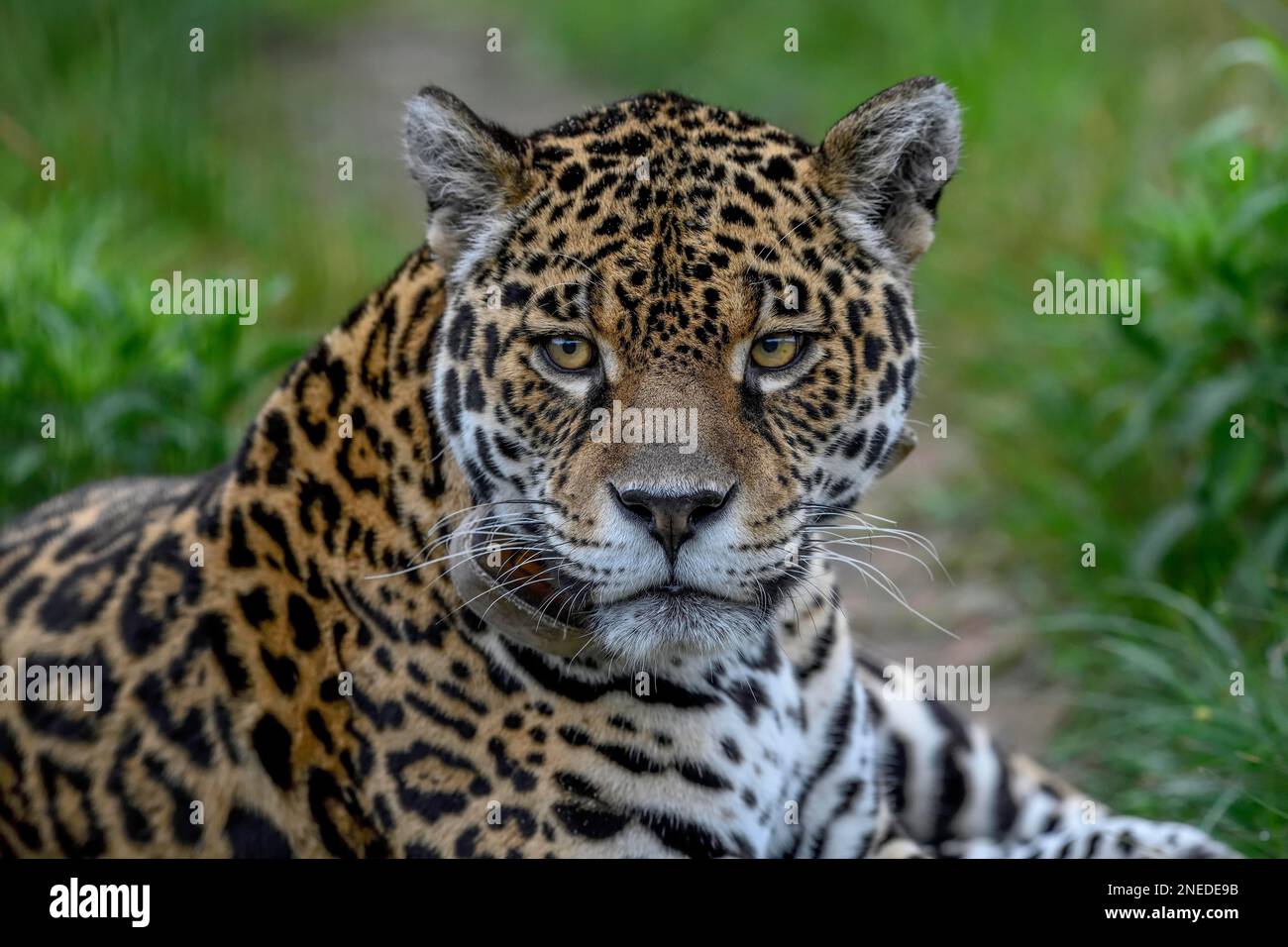 Jaguar (Panthera onca) con colletto radio si trova attentamente nell'erba, conservazione Land Trust stazione di allevamento, Ibera Project, Esteros del Foto Stock