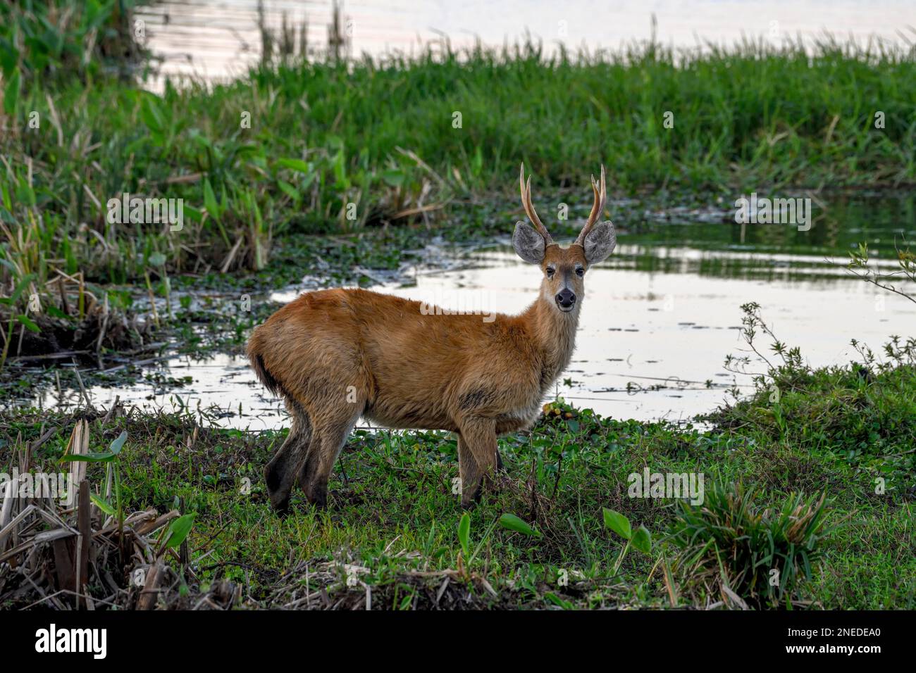 Cervi di Pampas (Ozotoceros bezoarticus), maschio, in Colonia Carlos Pellegrini, Esteros del Ibera, Provincia di Corrientes, Argentina Foto Stock