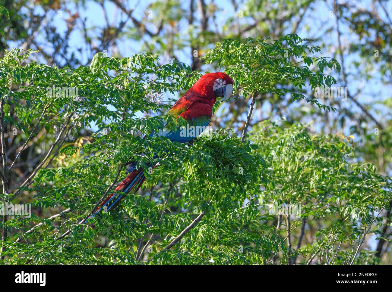 Macaw rosso e verde (Ara chloroptera), Cambyreta, Esteros del Ibera, Provincia di Corrientes, Argentina Foto Stock