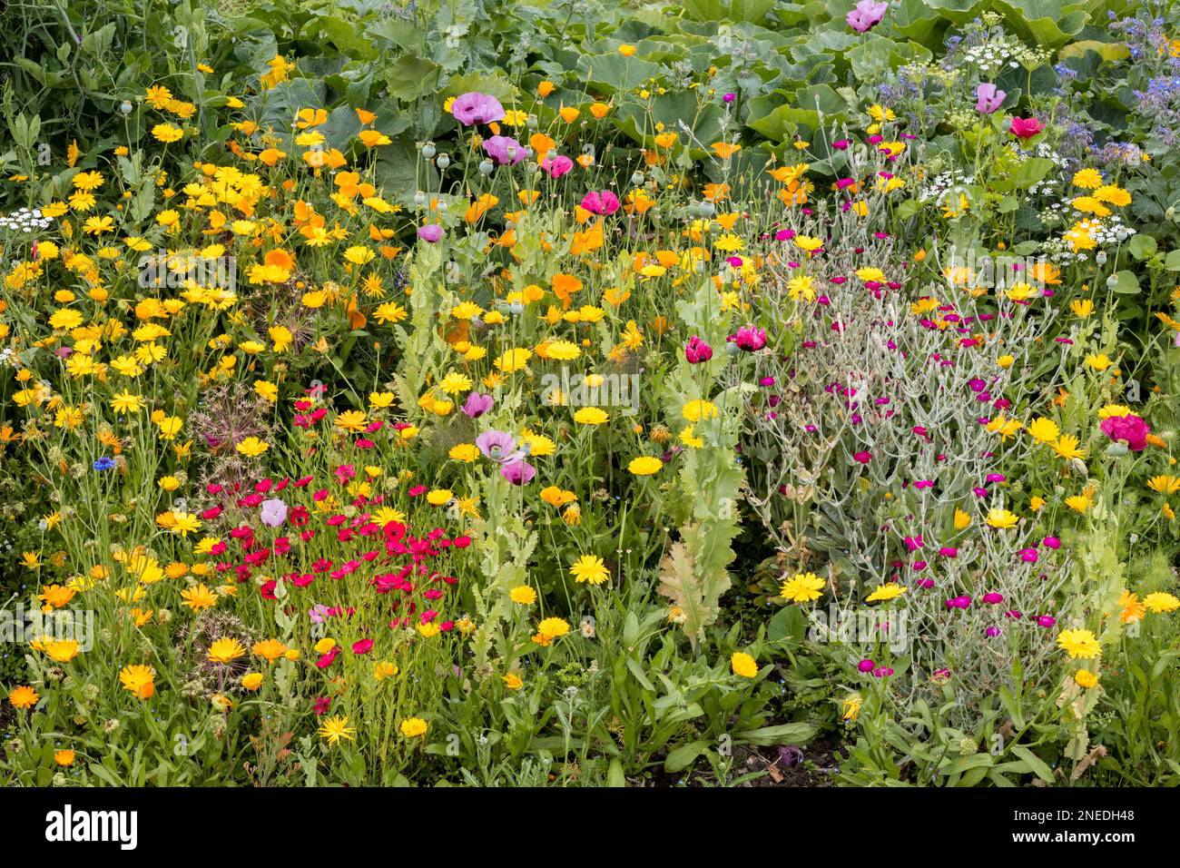 Regno Unito, Inghilterra, Devon. Un giardino cottage. 16th luglio. Un letto di fiori misti tra cui marigolds, papaveri, feverfew, marigold, lino rosso e lychnis. Foto Stock