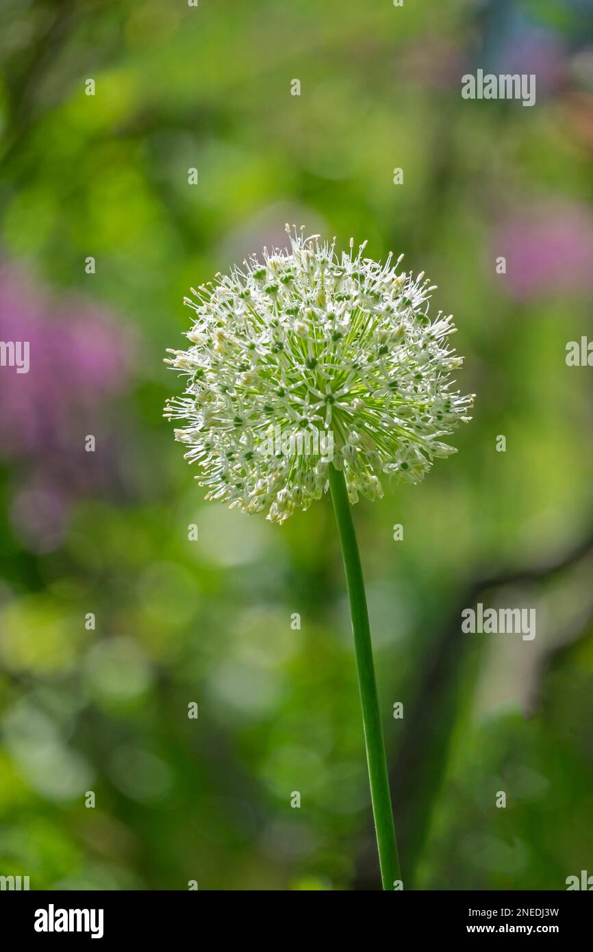 Porro ornamentale Foto Stock