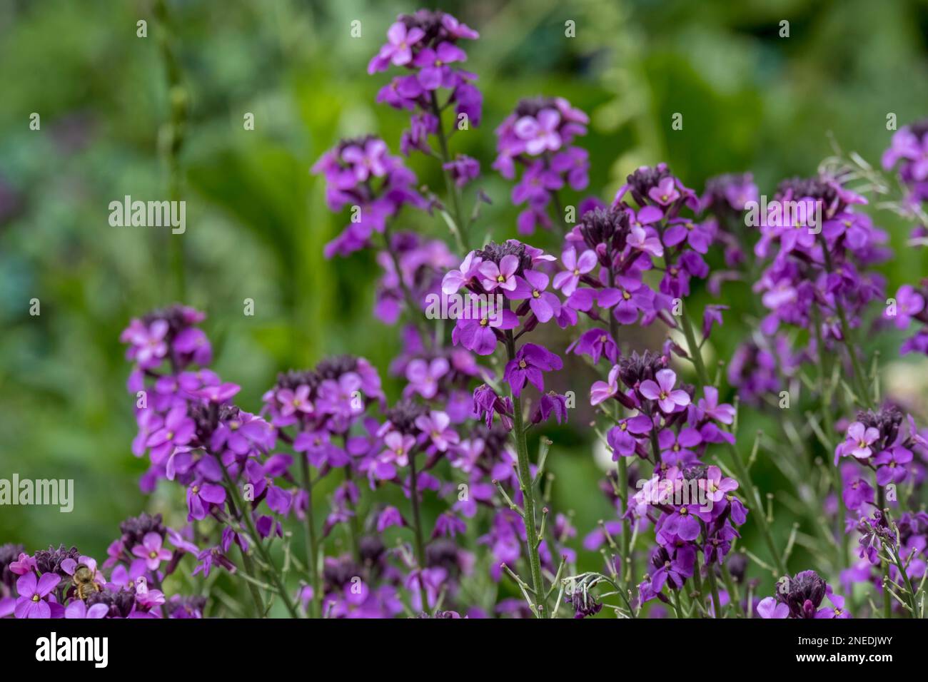 Gold Lacquer 'Bowles Mauve Foto Stock