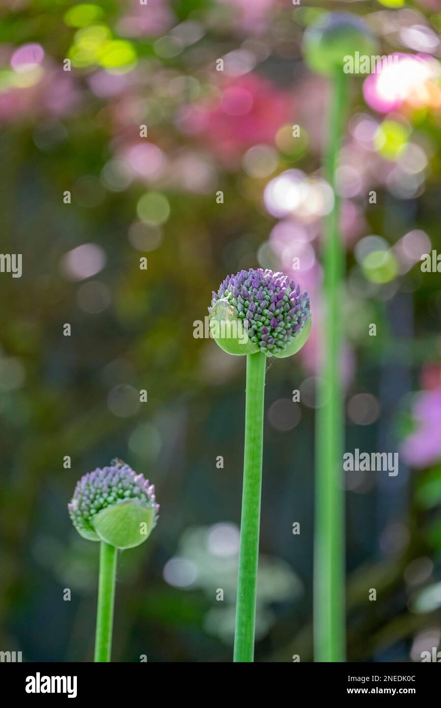 Porro ornamentale (Allium), gemme, Renania settentrionale-Vestfalia Foto Stock