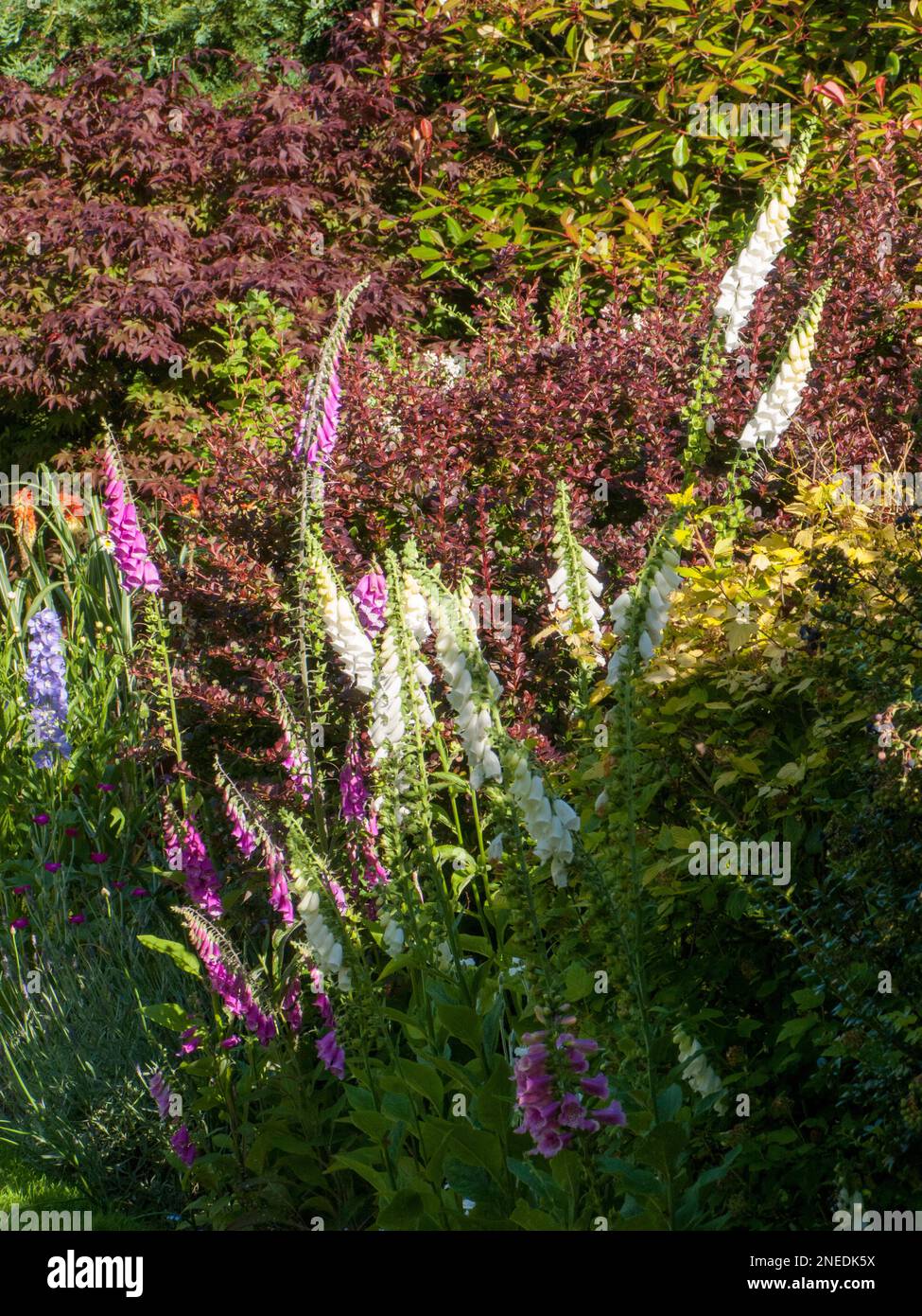 Regno Unito, Inghilterra, Devon. Un giardino cottage. 26th giugno. Foxguoes e arbusti nel bordo del giardino. Foto Stock