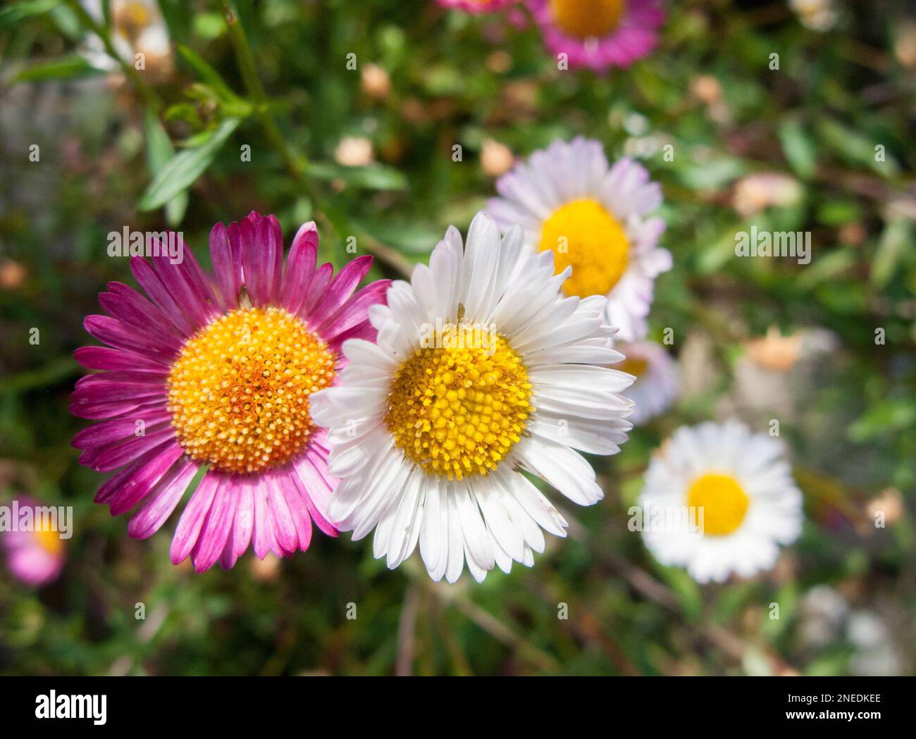 Regno Unito, Inghilterra, Devon. Un giardino cottage. 23rd giugno. Primo piano del piccolo fiore di Fleabane messicana (Erigeron karvinskianus). Foto Stock