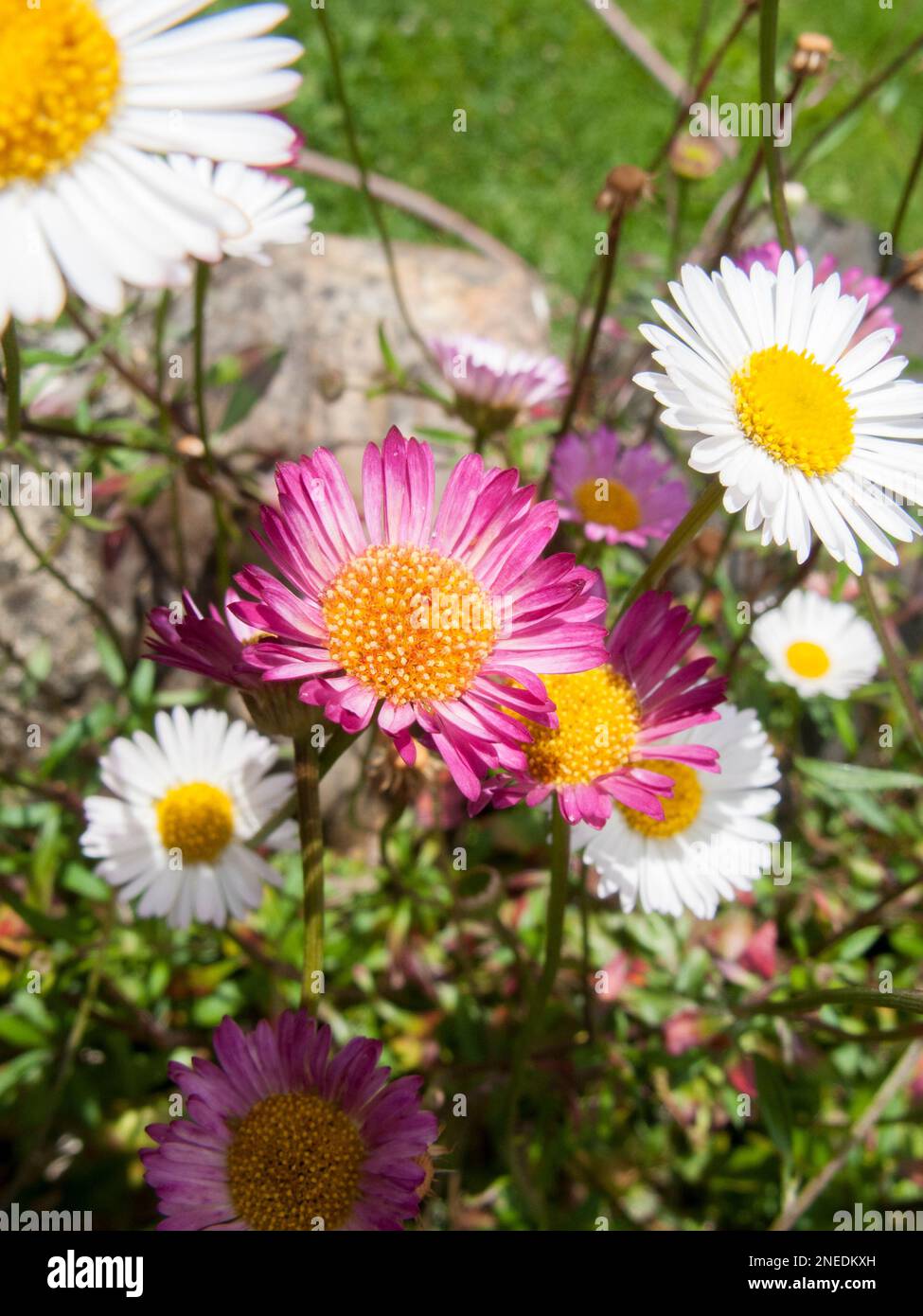 Regno Unito, Inghilterra, Devon. Un giardino cottage. 23rd giugno. Primo piano del piccolo fiore di Fleabane messicana (Erigeron karvinskianus). Foto Stock