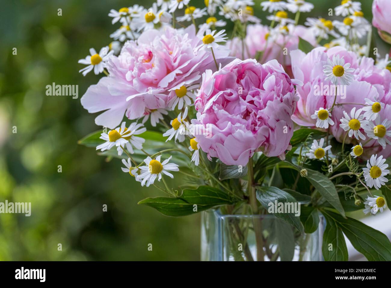 Bouquet con peonie (Paeonia) e camomilla Foto Stock