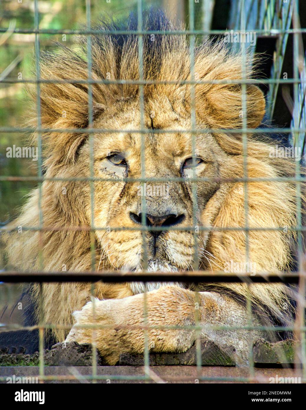 infelice leone dello zoo di edimburgo Foto Stock
