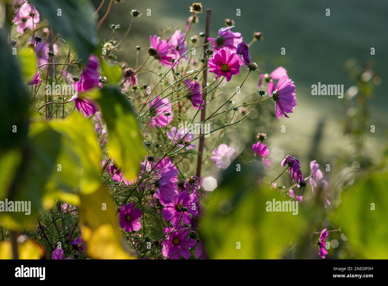 Regno Unito, Inghilterra, Devon. Un giardino cottage. 10th ottobre. Fioritura COSMOS. Foto Stock