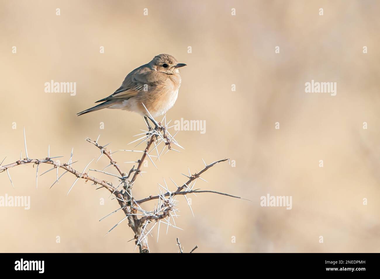 chat flycatcher, Melaenornis infuscatus, adulto singolo arroccato su arbusto di acacia, Namibia Foto Stock