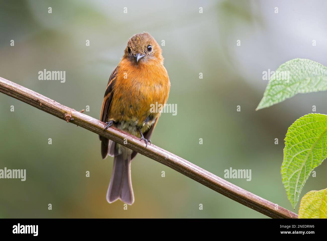 Cannella flycatcher, Pyrhomyias cinnamomeus, adulto singolo arroccato sul ramo dell'albero, San Isidro, Ecuador Foto Stock