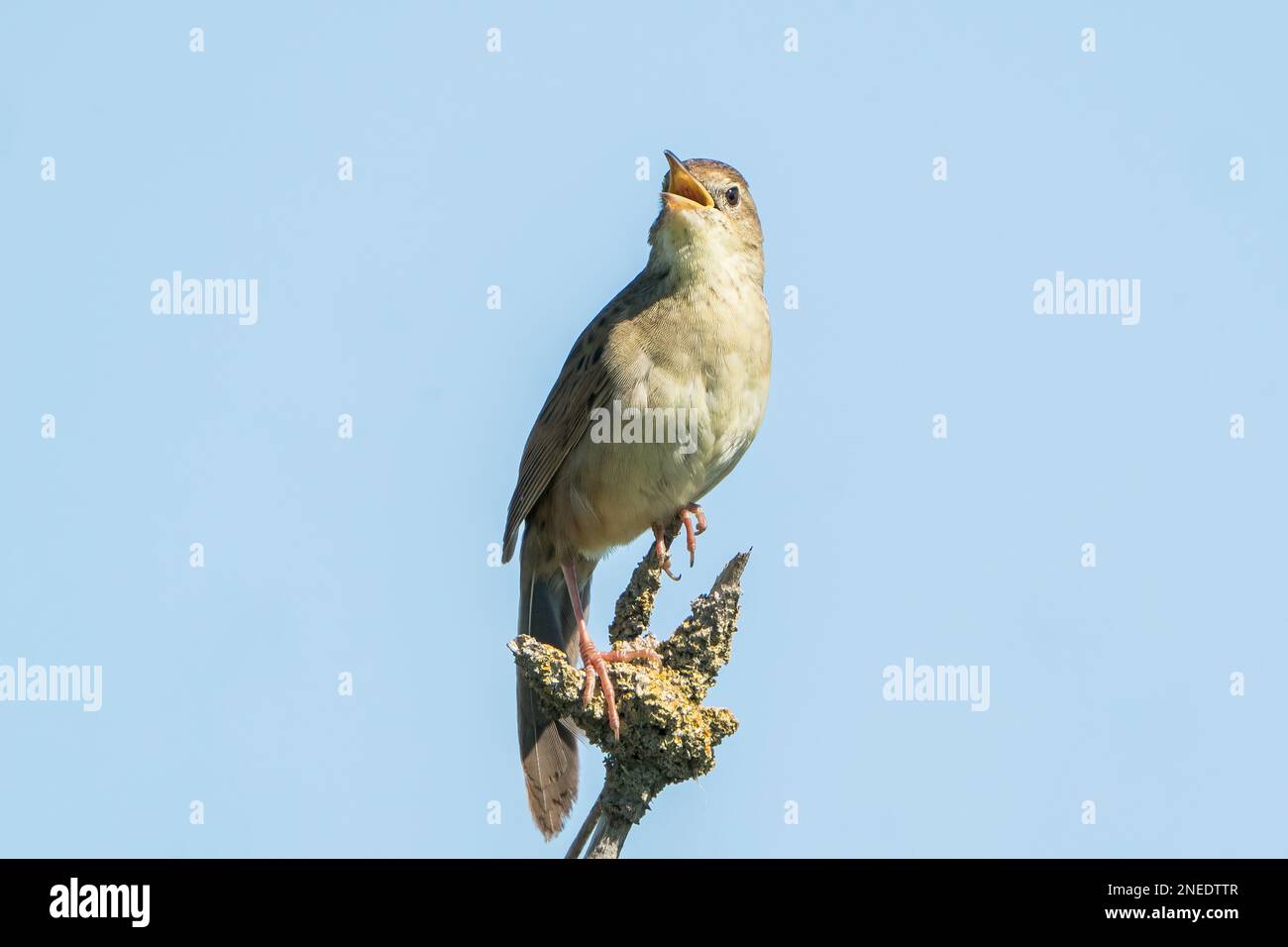 Common grasshopper Warbler, Locustalla naevia, singolo adulto cantando mentre appollaiato su twig, Norfolk, Inghilterra, Regno Unito Foto Stock