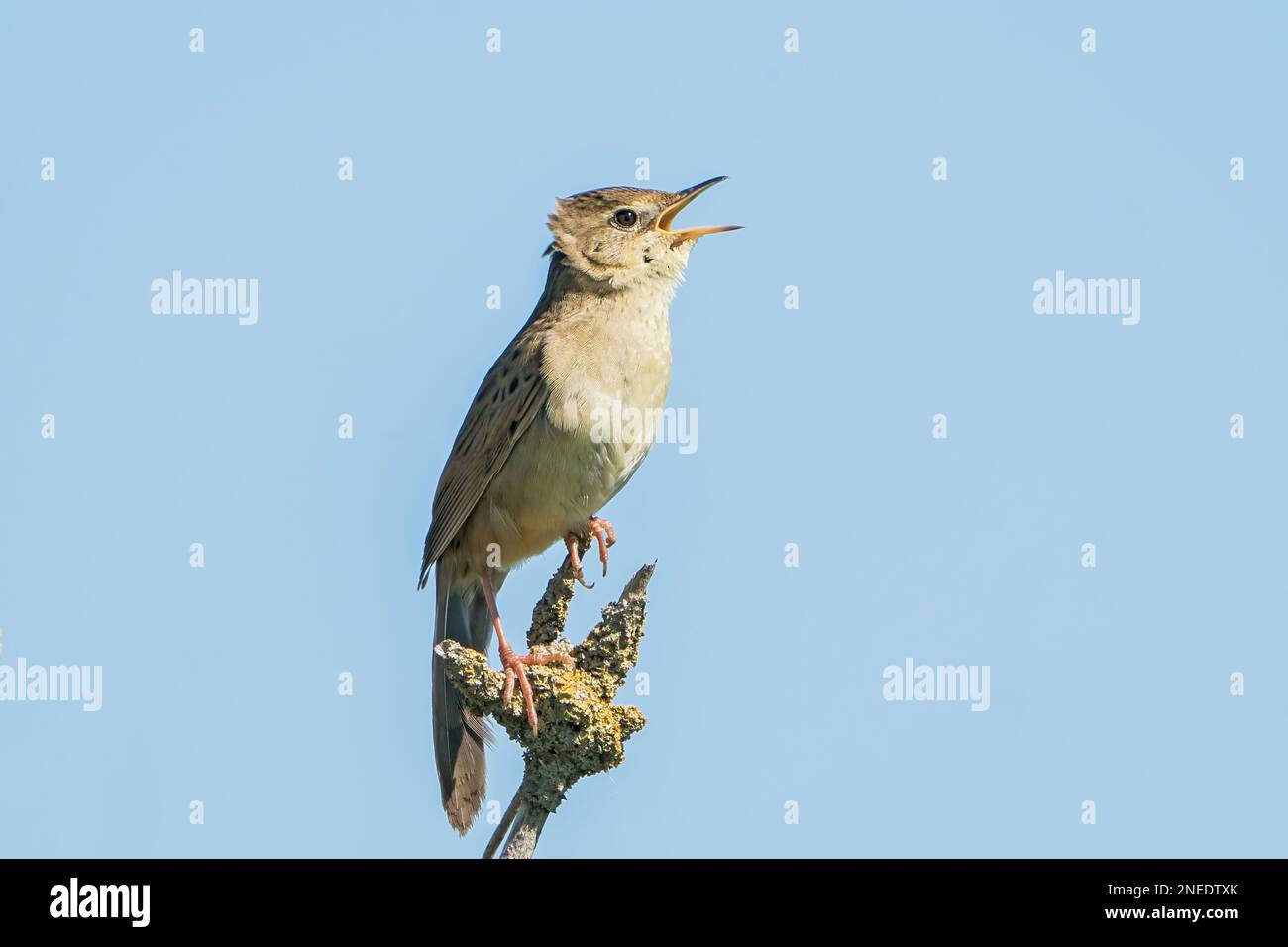 Common grasshopper Warbler, Locustalla naevia, singolo adulto cantando mentre appollaiato su twig, Norfolk, Inghilterra, Regno Unito Foto Stock