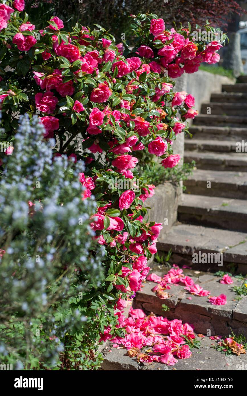 Regno Unito, Inghilterra, Devon. Un giardino cottage. 9th aprile. Camellia japonica cespuglio. Foto Stock
