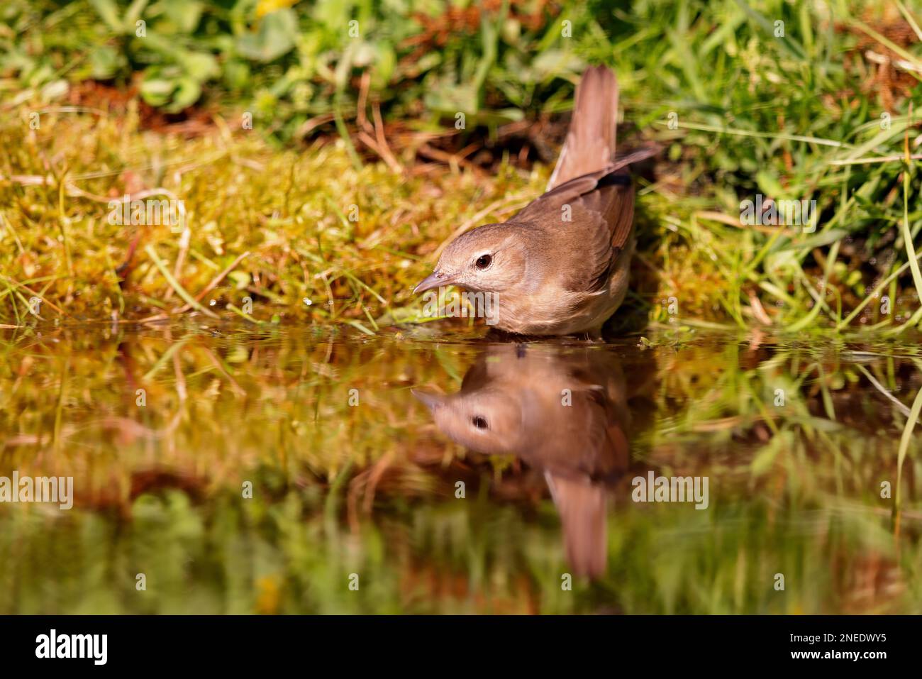 Giardino Warbler (Sylvia borin) seduta in uno stagno in primavera. Foto Stock