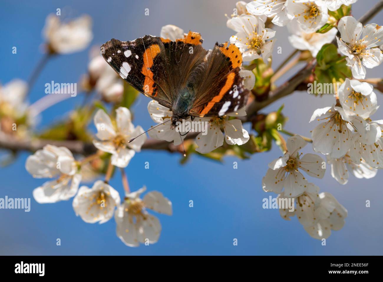 Pavone europeo (Inachis io) (SYN.: Nymphalis io), susina, fiore, Germania, fauna selvatica Foto Stock