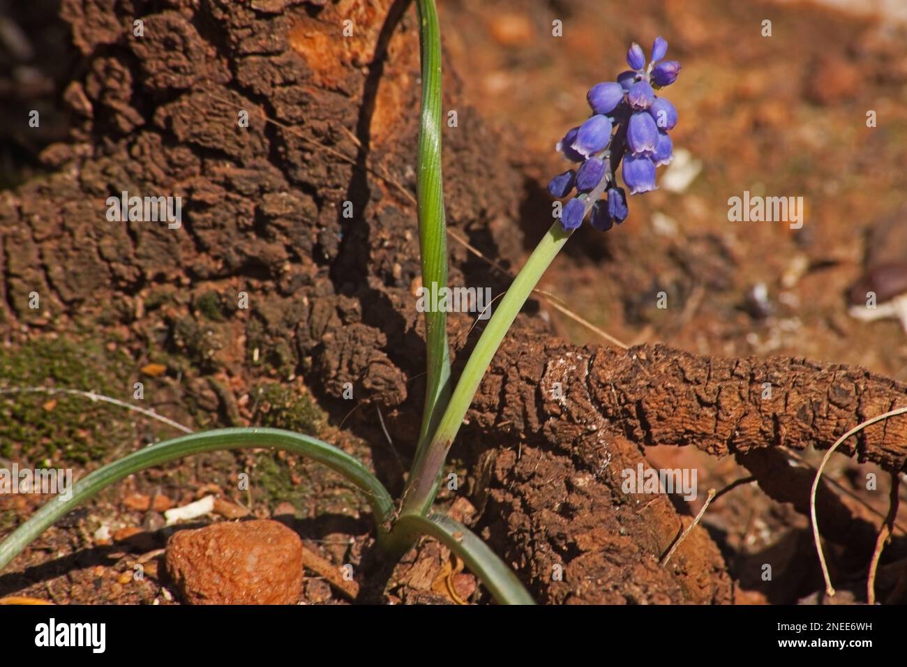 Giacinti d'uva (Muscari armeniacum) 6578 Foto Stock