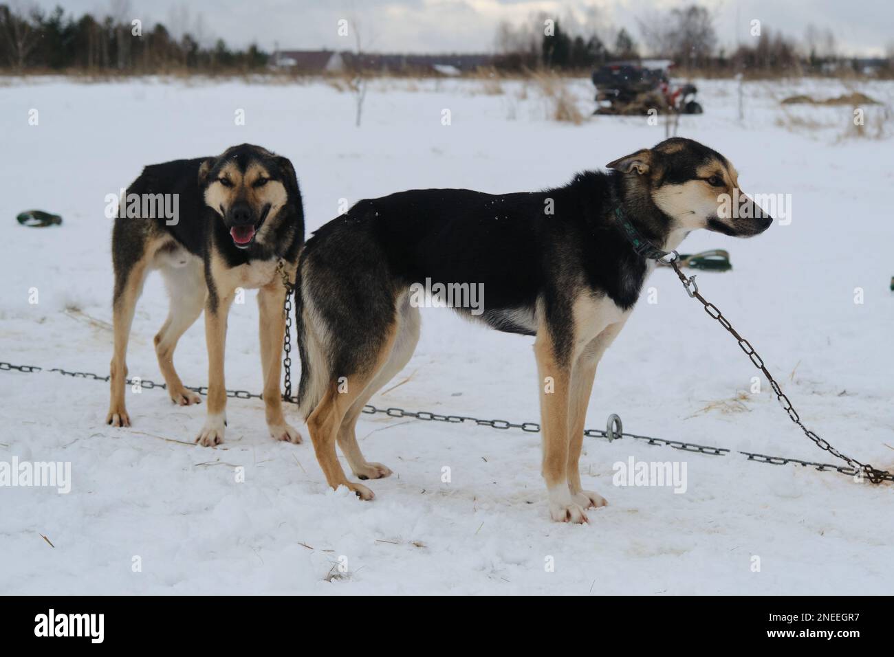 Due cani da Husky neri e rossi dell'Alaska in catena prima di allenarsi in inverno in piedi l'uno accanto all'altro. Ritratto completo sullo sfondo della neve. Foto Stock
