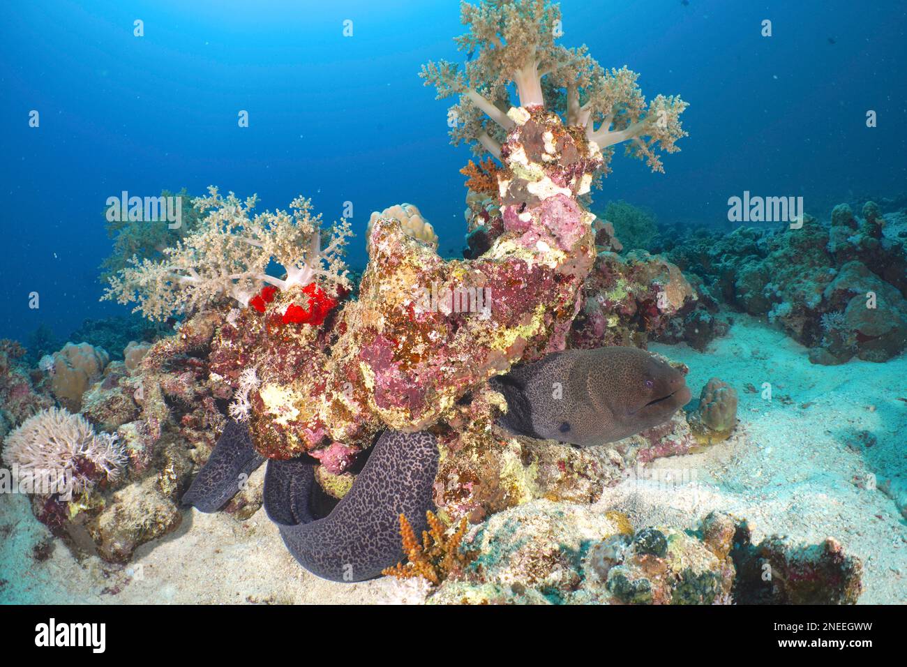 Moray gigante (Gymnothorax javanicus) moray sotto l'albero di broccoli (arboreum di Litophyton), luogo di immersione House Reef Mangrove Bay, El Quesir, Egitto, Mar Rosso Foto Stock