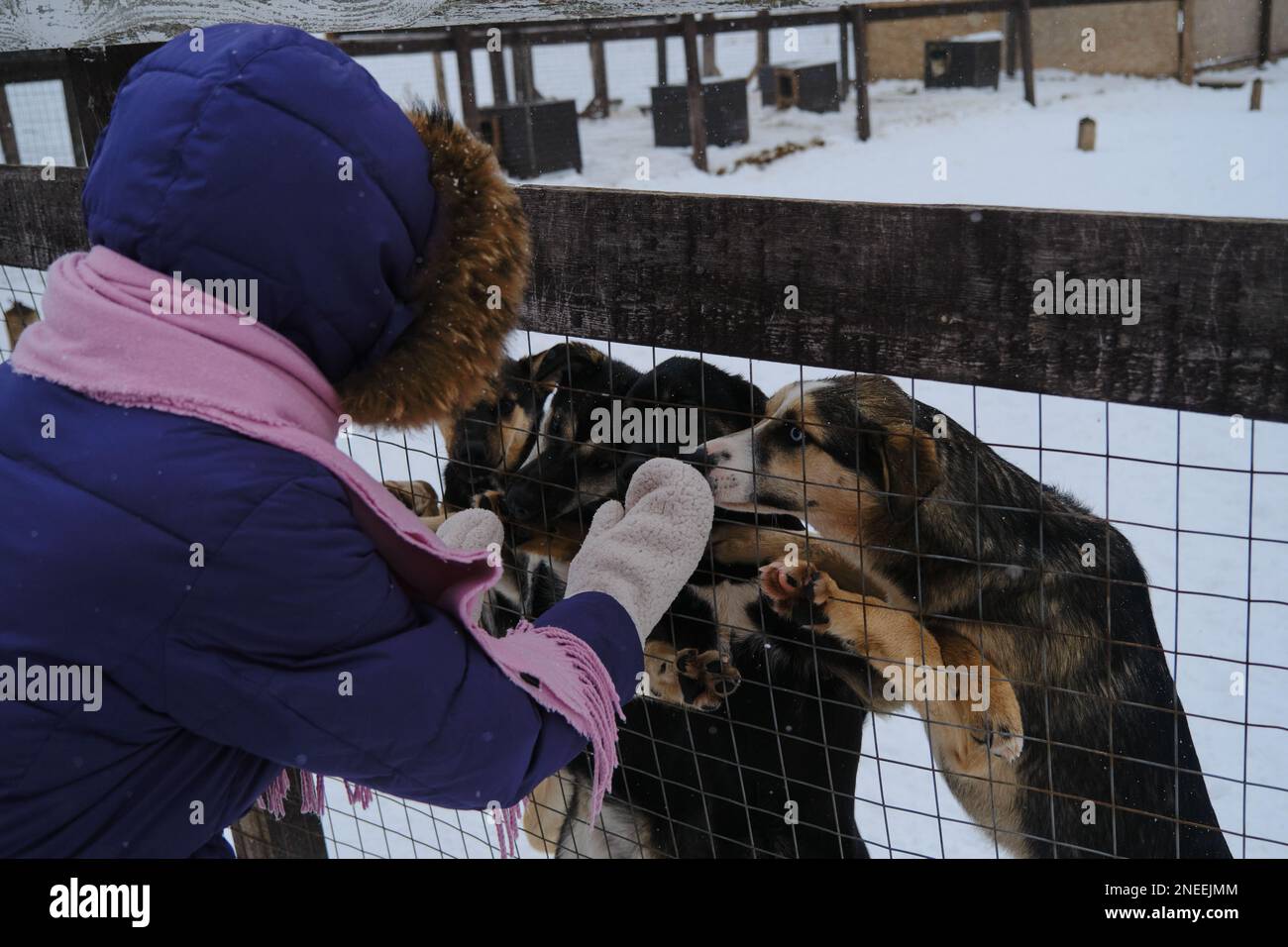 Il concetto di adottare gli animali domestici dal riparo. Una ragazza in mittens sceglie cucciolo dietro recinto di voliera. Allevamento di Husky dell'Alaska. Foto Stock