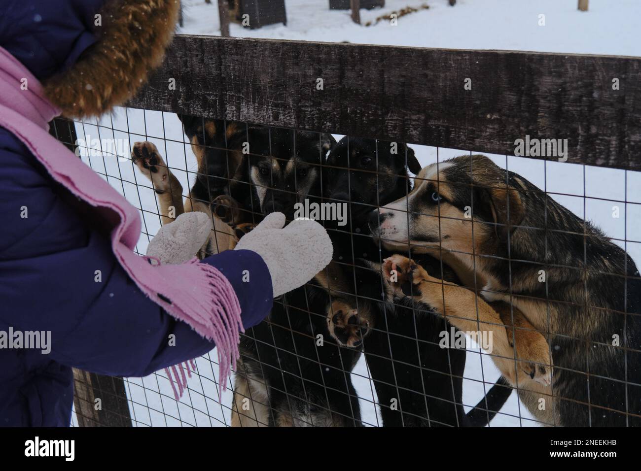 Il concetto di adottare gli animali domestici dal riparo. Una ragazza in mittens sceglie cucciolo dietro recinto di voliera. Allevamento di Husky dell'Alaska. Foto Stock