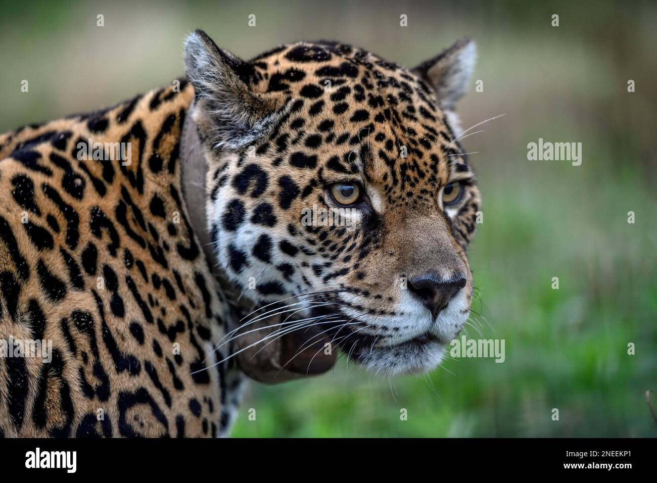 Jaguar (Panthera onca) con colletto radio, ritratto, stazione di allevamento del Conservation Land Trust, Ibera Project, Esteros del Ibera, San Alonso Foto Stock