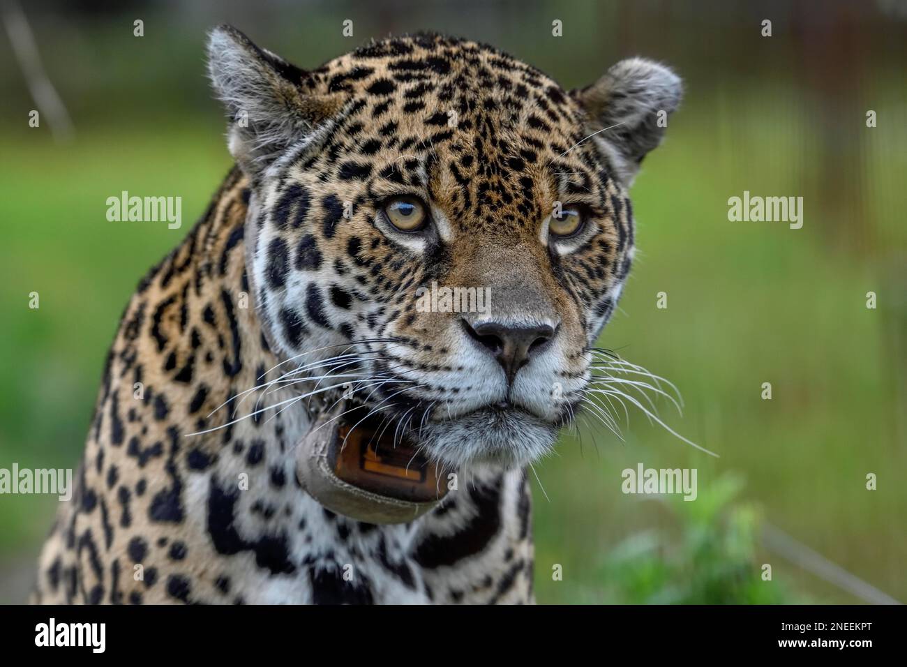 Jaguar (Panthera onca) con colletto radio, ritratto, stazione di allevamento del Conservation Land Trust, Ibera Project, Esteros del Ibera, San Alonso Foto Stock