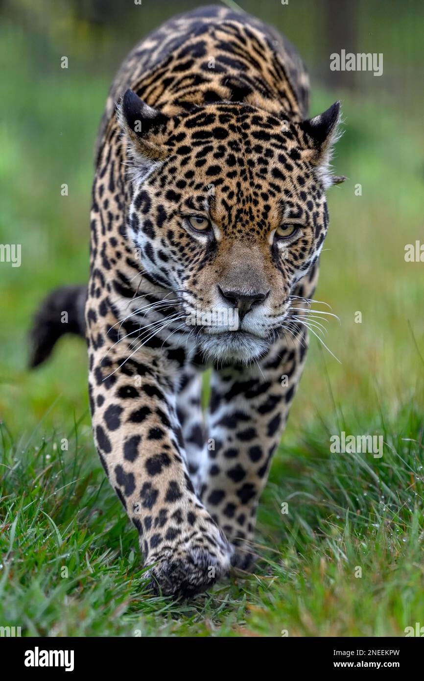 Jaguar (Panthera onca) con colletto radio sneaks attraverso l'erba, prigioniero, conservazione Land Trust stazione di allevamento, Ibera Project, Esteros del Foto Stock