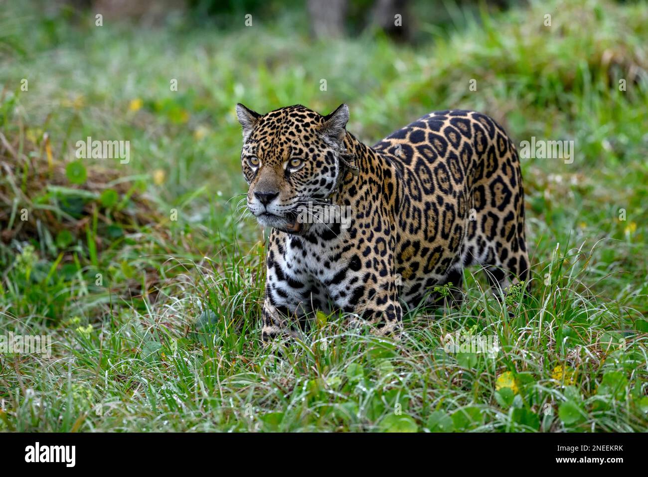 Jaguar (Panthera onca) con colletto radio si erge con attenzione nell'erba alta, stazione di allevamento Conservation Land Trust, Ibera Project, Esteros del Foto Stock