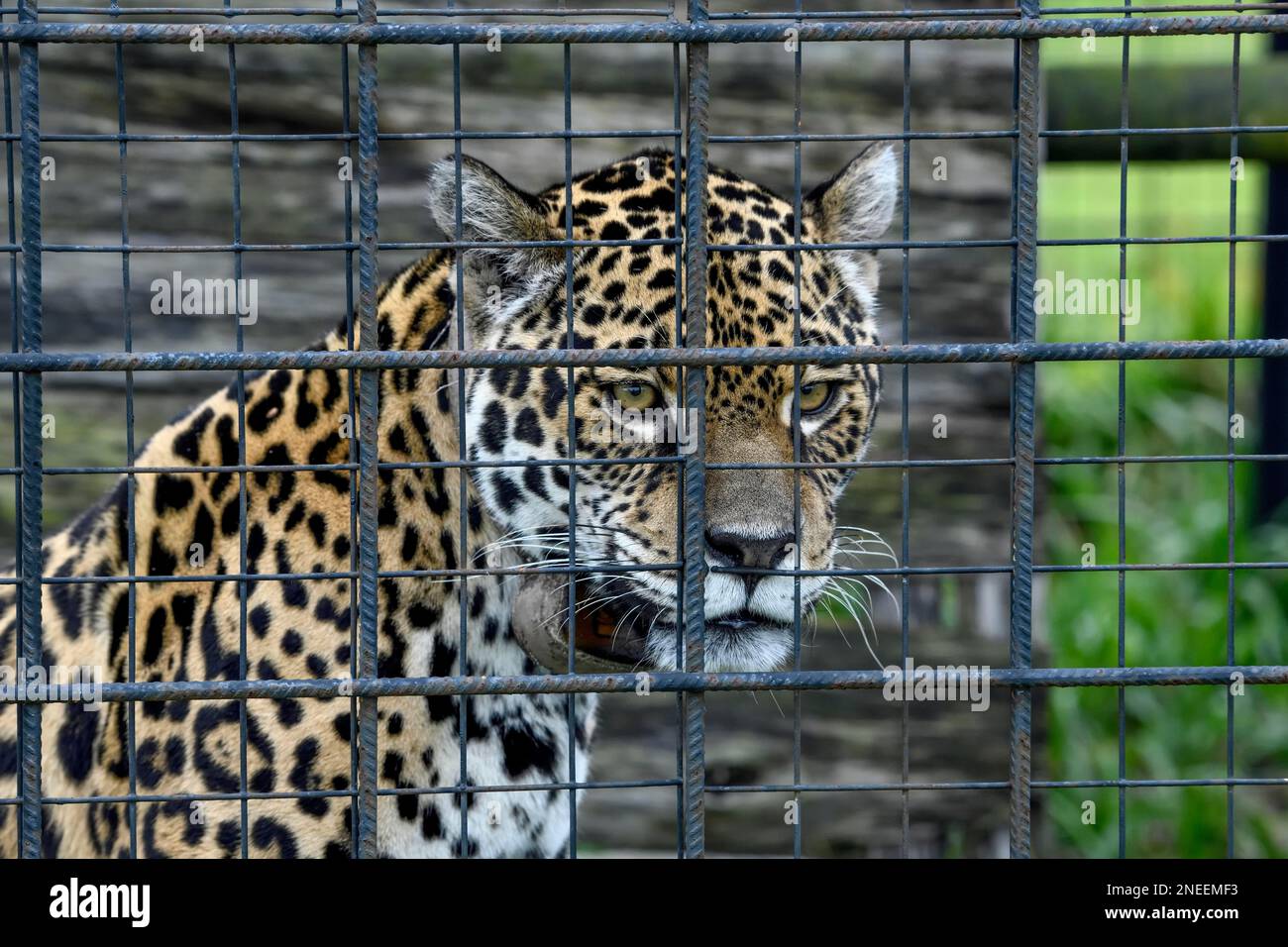 Jaguar (Panthera onca) con collare radio dietro griglia di ferro, ritratto, prigioniero, stazione di allevamento del Conservation Land Trust, Ibera Project Foto Stock