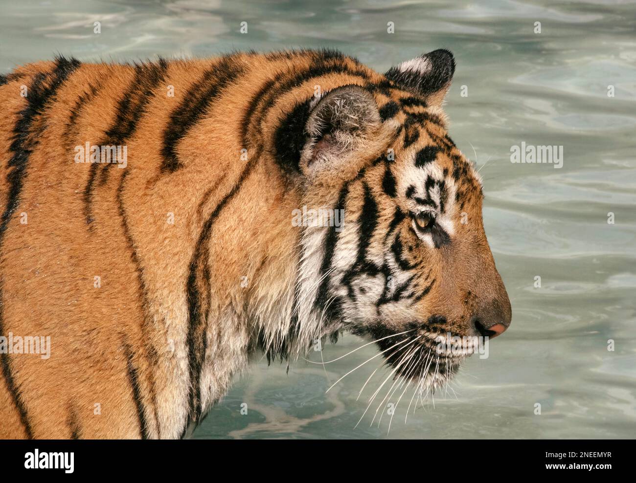 Ritratto di una tigre indocinese (Panthera Tigris Corbetti) gatto grande, in una pozza d'acqua, fissando in avanti, primo piano vista laterale ritratto, pelliccia particolare Foto Stock