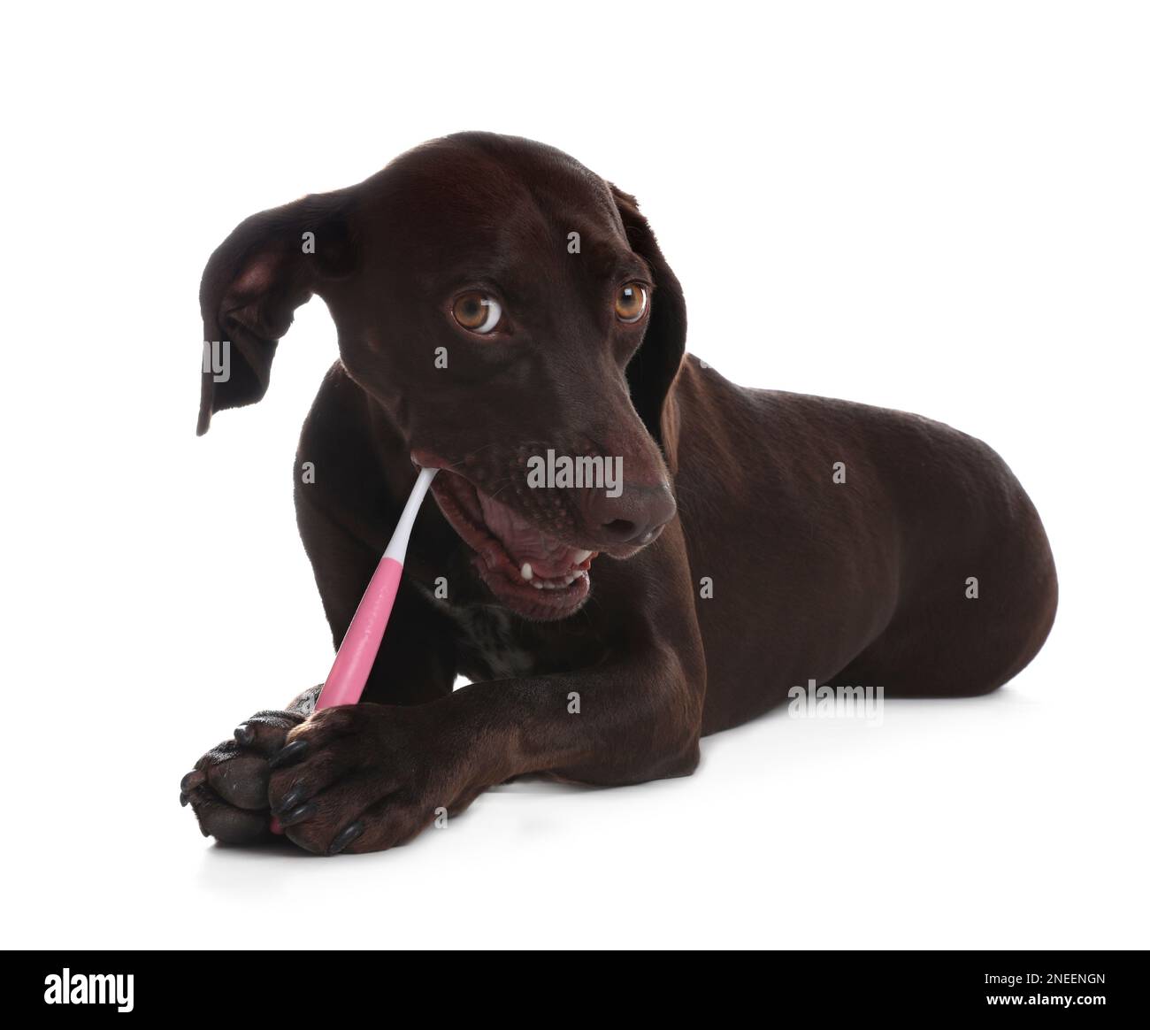 Adorabile cane puntatore tedesco Shorthaired con spazzolino da denti su sfondo bianco Foto Stock