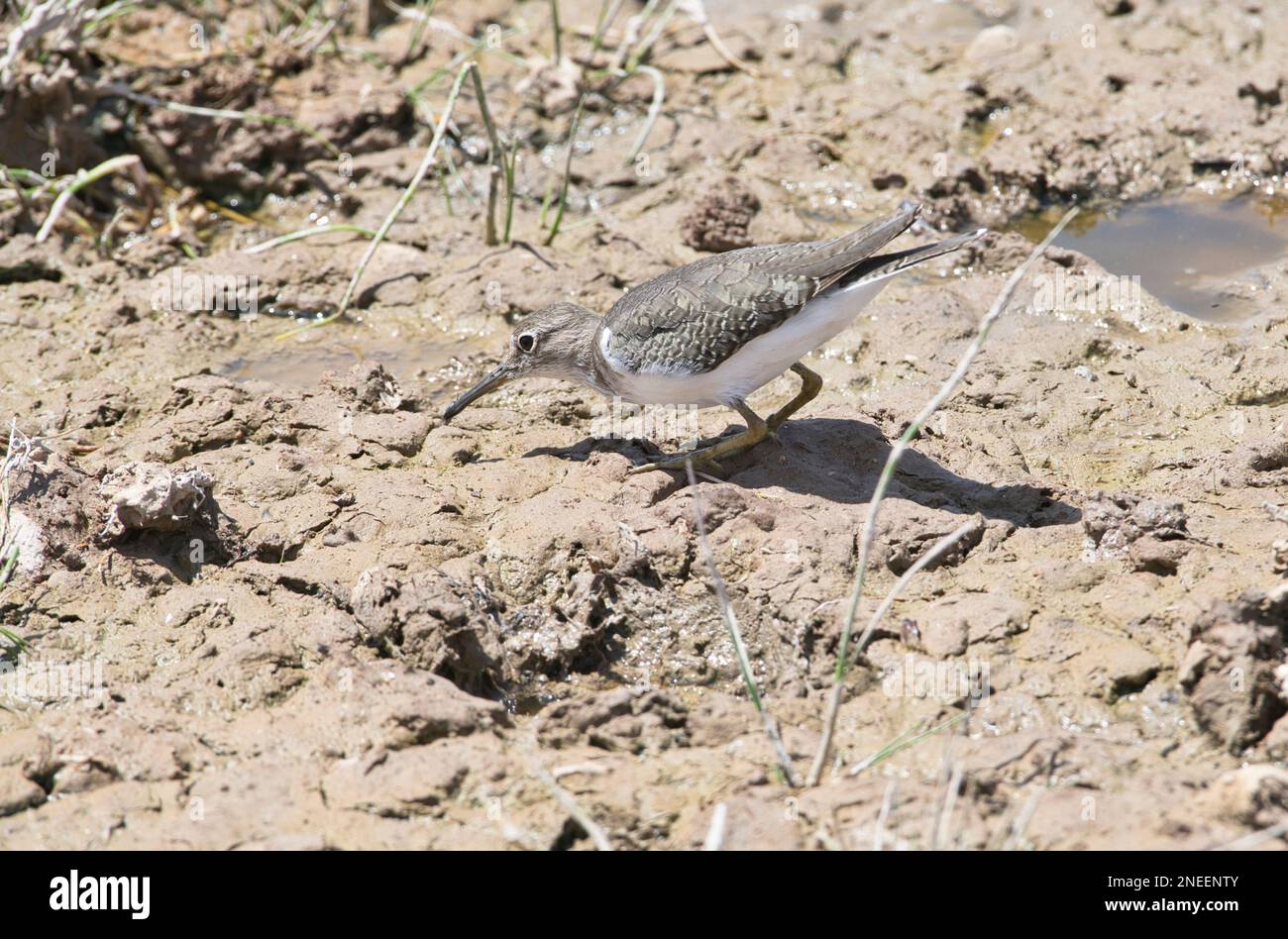 Arpione comune (Actis hypoleucos) che si foraggio nei margini fangosi di un lago Foto Stock