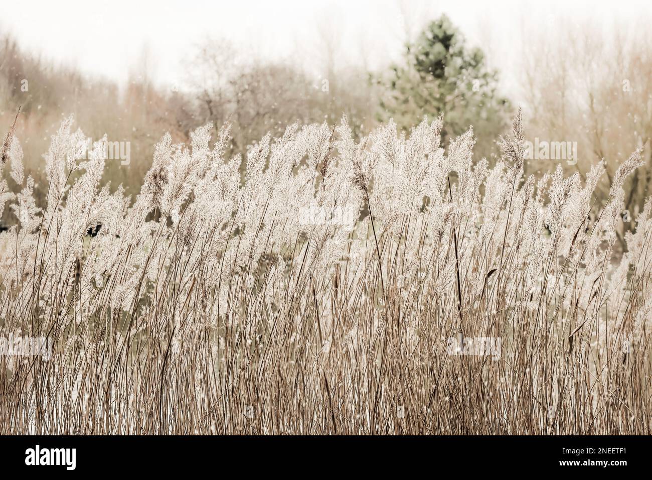 Erba alta e soffice naturale in inverno con fiocchi di neve, colori neutri, minimal chic boho matrimonio all'aperto, concetto botanico, scena invernale britannica Foto Stock