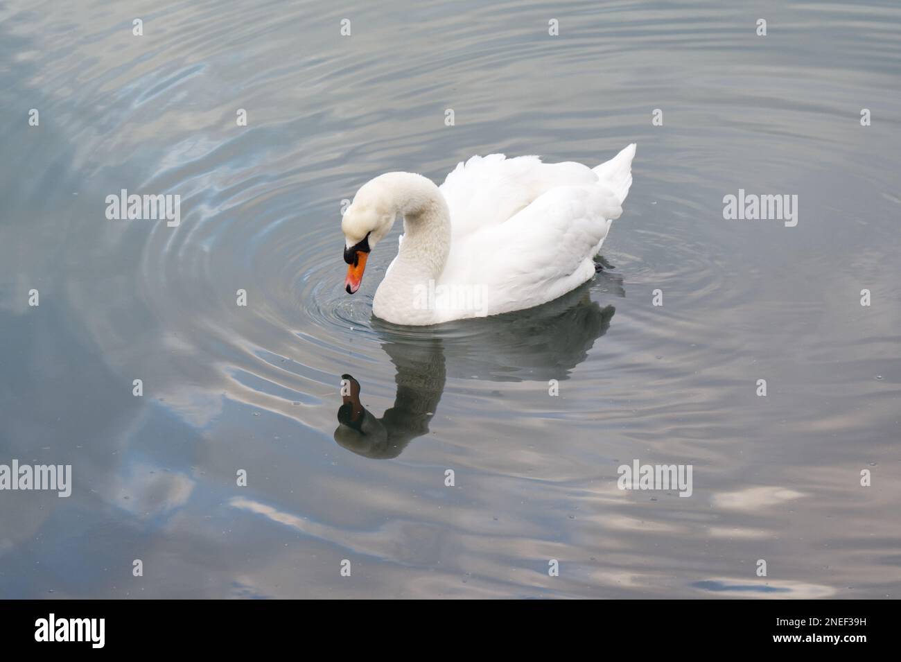 Singolo cigno bianco muto, Cygnus olor, in un mare calmo con increspature concentriche e riflessione Inghilterra febbraio Foto Stock