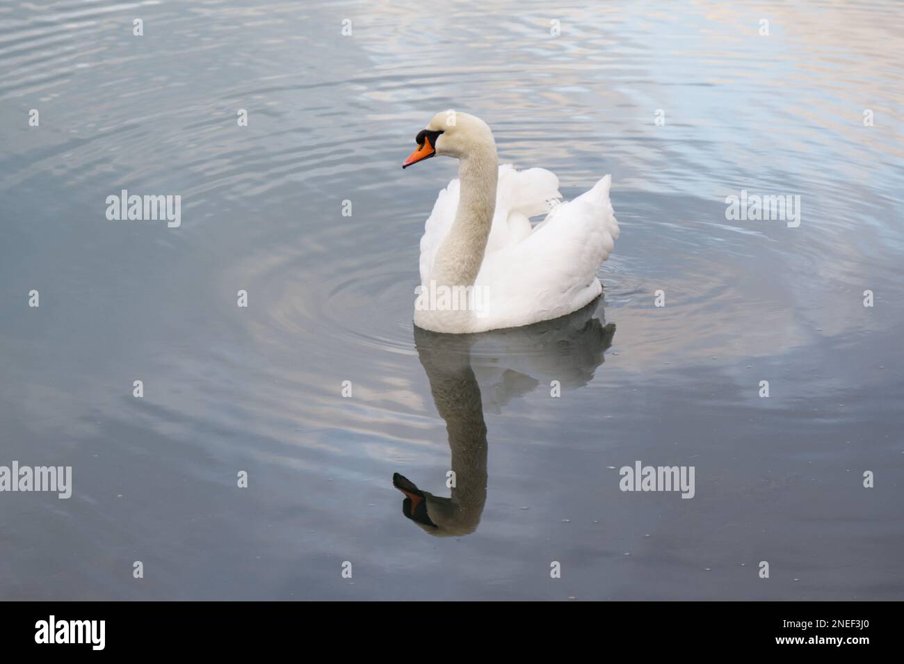 Singolo cigno bianco muto, Cygnus olor, in un mare calmo con increspature concentriche e riflessione Inghilterra febbraio Foto Stock