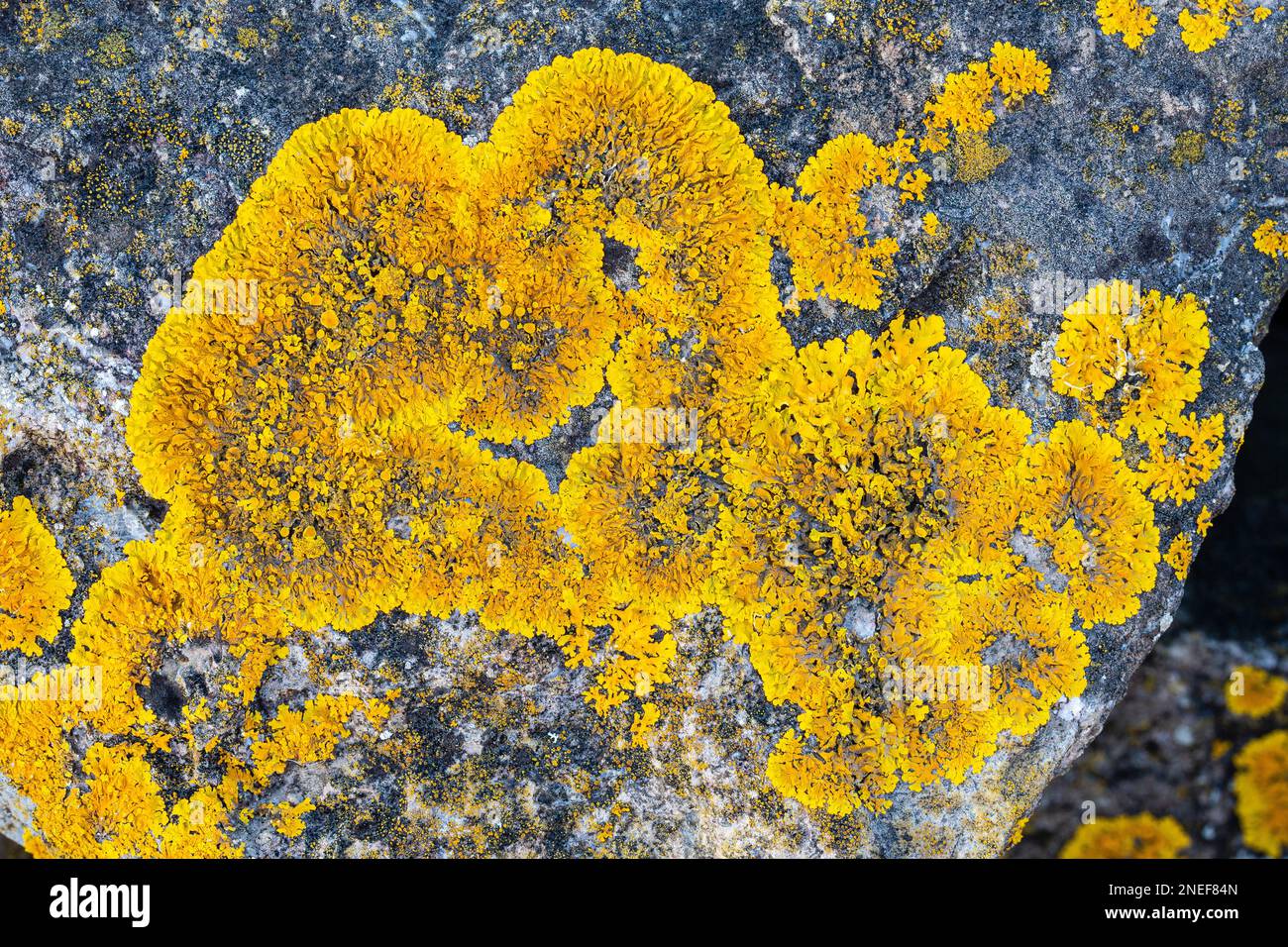 Xanthoria parietina, un lichene folioso comune su rocce e alberi. Severn Beach, South Gloucestershire, Inghilterra. Foto Stock