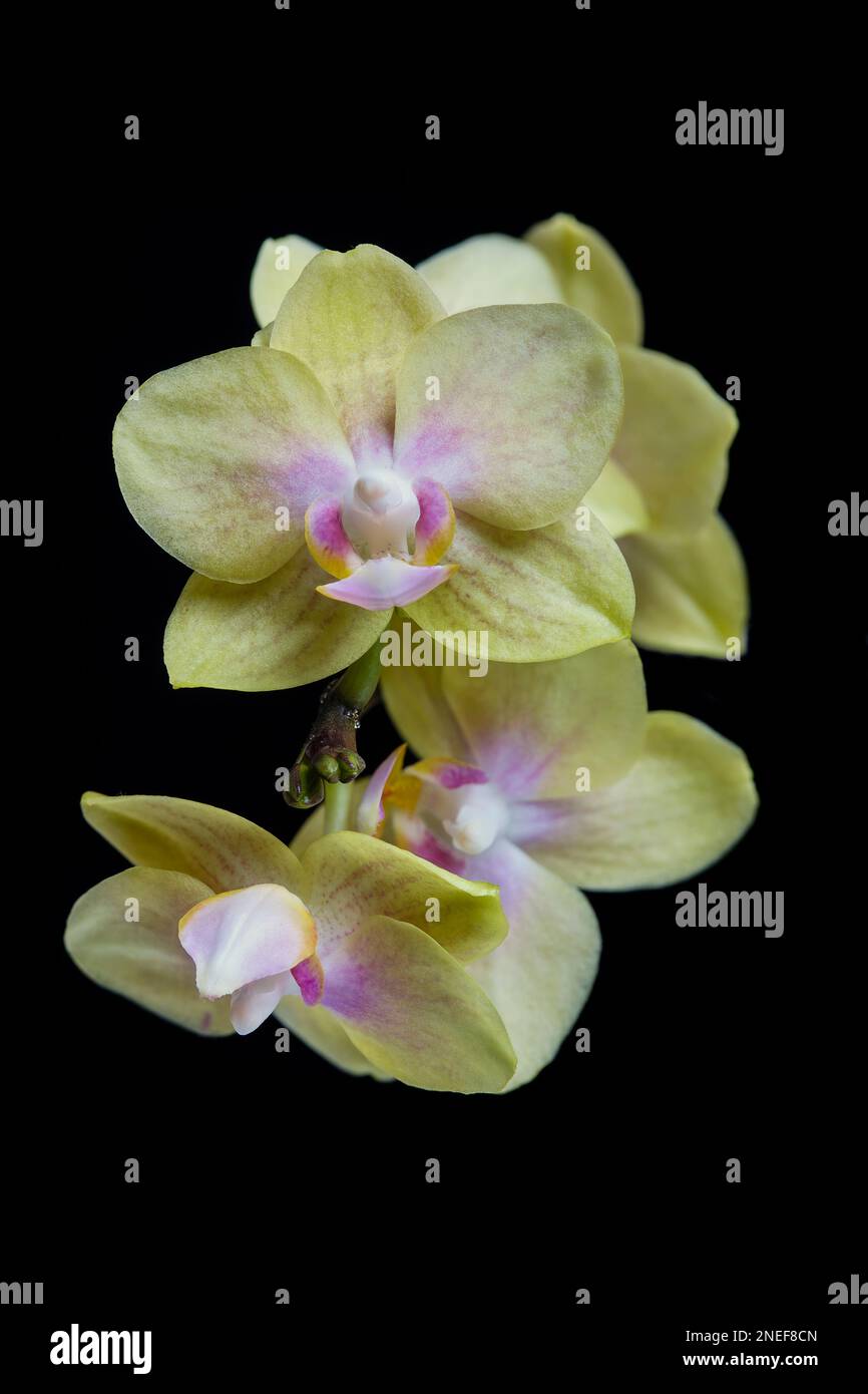Phalaenopsis fiore orchidea, fuoco accatastato Foto Stock