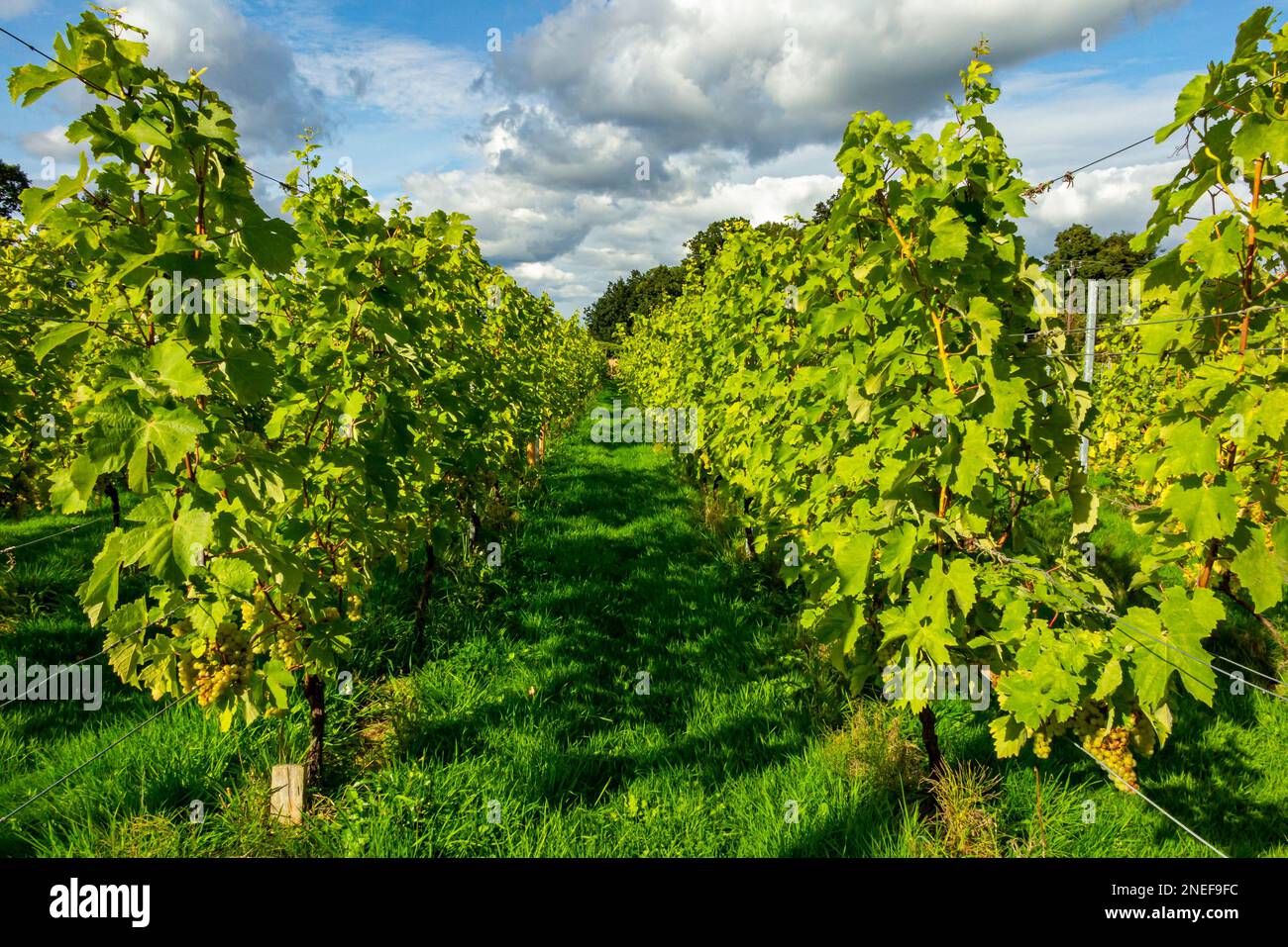 Filari di uve da vino che crescono nel vigneto di Renishaw Hall nel nord del Derbyshire Inghilterra Regno Unito. Foto Stock