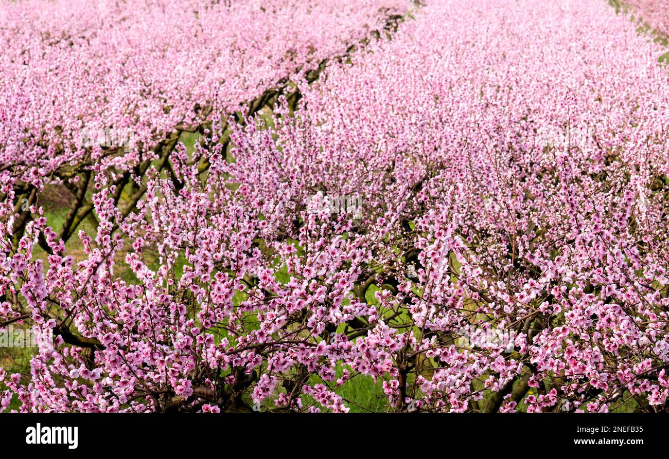 peschi con fiori Foto Stock