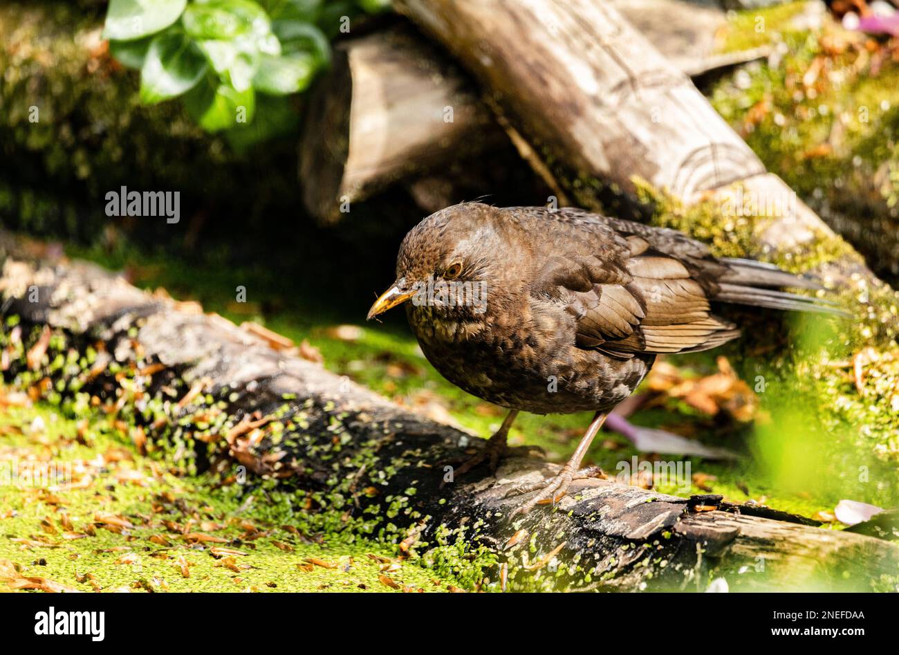 Il merlo (Turdus merula) è un merlo passerino di medie dimensioni Foto Stock