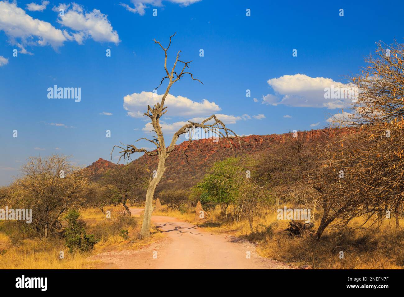 Andersson Trail nel Parco Nazionale dell'Altopiano di Waterberg, Kalahari, Otjiwarongo, Namibia, Africa. Bellissimo paesaggio africano. Foto Stock