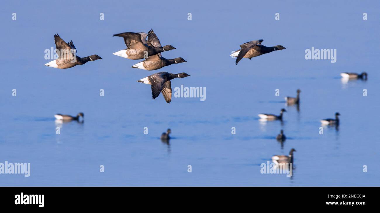 Il branco di oche volando sopra un gruppo di oche branzanti (Branta bernicla) lungo la costa del Mare del Nord in inverno Foto Stock