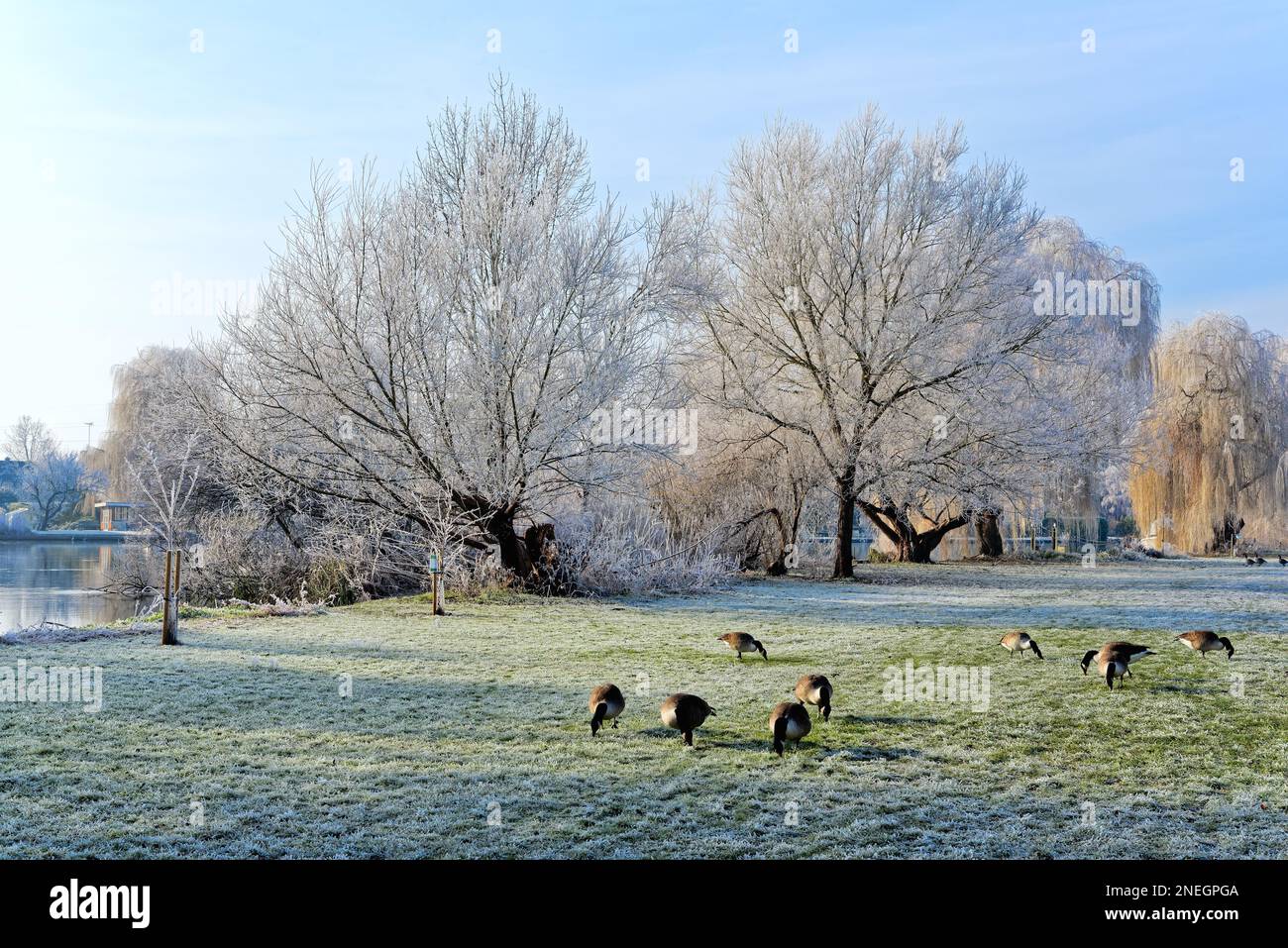 La riva del fiume a Shepperton in una fredda giornata di inverni soleggiati con alberi e vegetazione ricoperta di brina di bue, Surrey Inghilterra UK Foto Stock