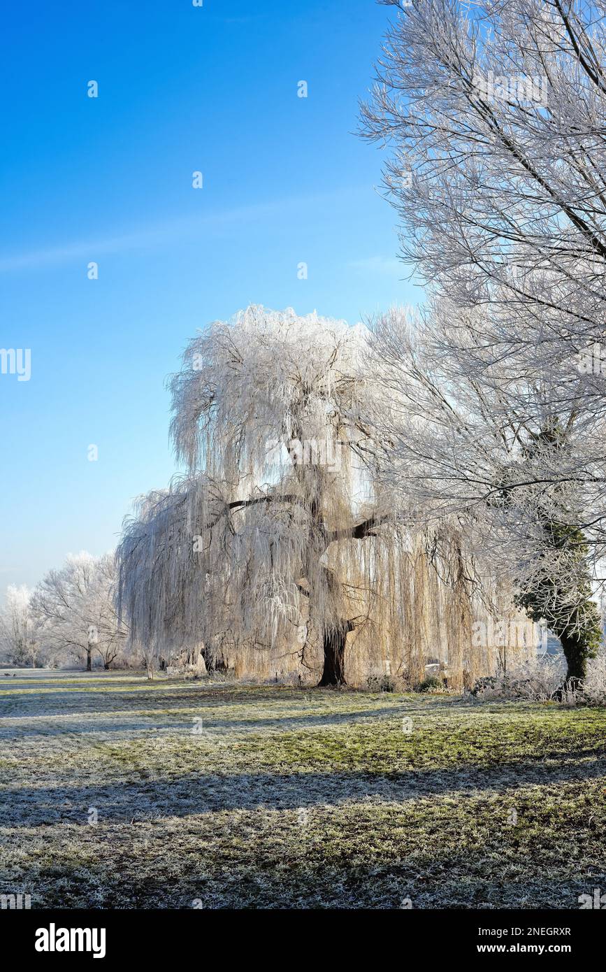 La riva del fiume a Shepperton in una fredda giornata di inverni soleggiati con alberi e vegetazione ricoperta di brina di bue, Surrey Inghilterra UK Foto Stock